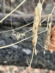 Menispermum canadense