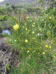 Gomphocarpus physocarpus