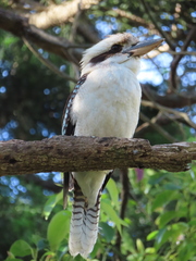Dacelo novaeguineae novaeguineae