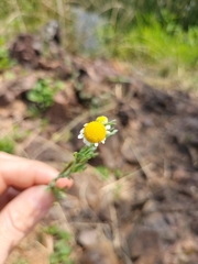 Cotula nigellifolia nigellifolia