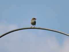 Malurus lamberti