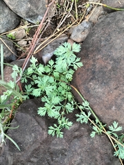 Cotula nigellifolia nigellifolia
