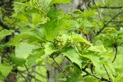 Crataegus chlorosarca
