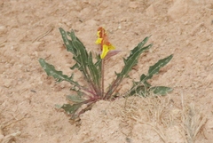 Oenothera howardii