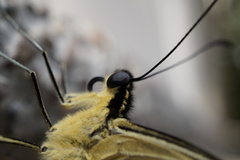 Papilio multicaudata