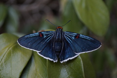 Phocides lilea