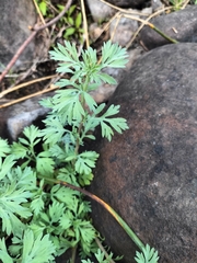 Cotula nigellifolia nigellifolia