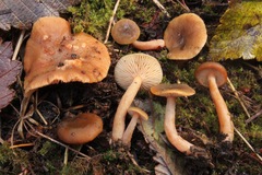Lactarius occidentalis
