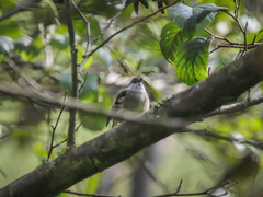 Mecocerculus leucophrys
