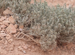 Tetradymia canescens