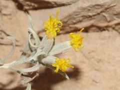 Tetradymia canescens