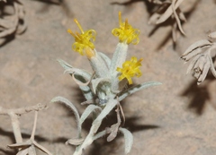 Tetradymia canescens