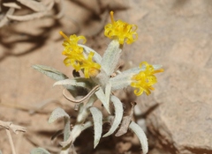 Tetradymia canescens
