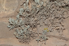 Tetradymia canescens