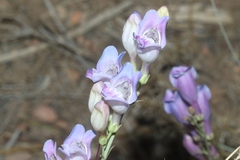 Penstemon comarrhenus