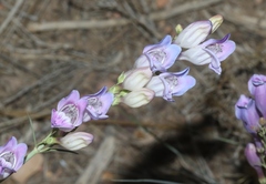Penstemon comarrhenus