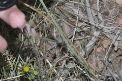 Penstemon comarrhenus