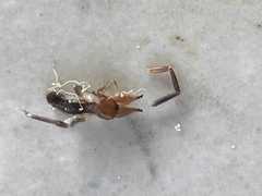 Ammotrechidae