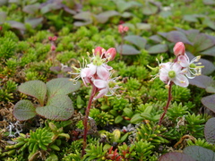Bryanthus gmelinii