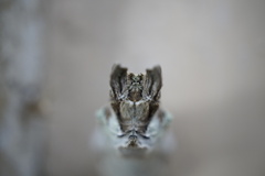 Papilio multicaudata