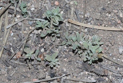 Penstemon caespitosus