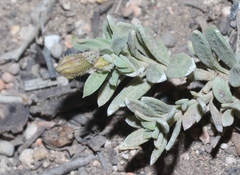Penstemon caespitosus