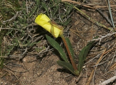 Oenothera howardii
