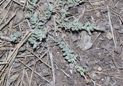 Penstemon caespitosus