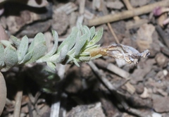 Penstemon caespitosus