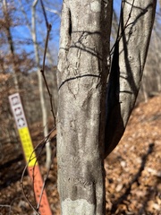 Carpinus caroliniana