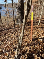 Carpinus caroliniana