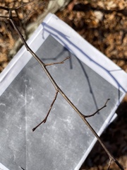 Carpinus caroliniana