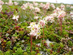Bryanthus gmelinii