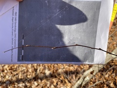 Carpinus caroliniana