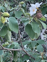 Cordia boissieri