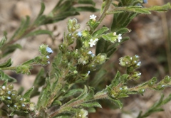 Lappula occidentalis