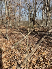 Quercus montana