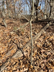 Quercus montana