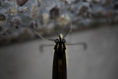 Papilio multicaudata