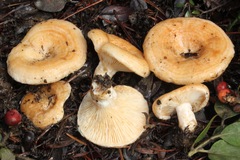 Lactarius subvillosus