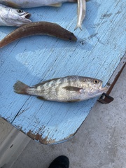 Larimus fasciatus