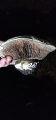 Agaricus bernardii