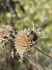Orsilochides guttata