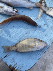 Orthopristis chrysoptera