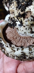 Agaricus bernardii