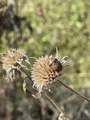 Orsilochides guttata