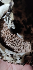 Agaricus bernardii
