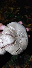 Agaricus bernardii
