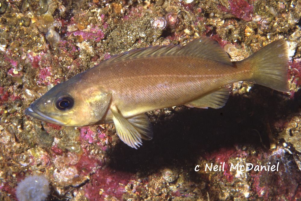 Silvergray Rockfish