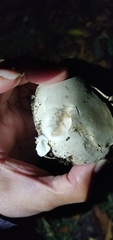 Agaricus bernardii